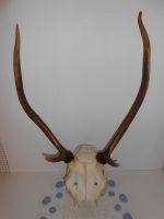 Filnavn=DSCN3683.JPG
Filstørrelse=143KiB
Dimensioner=600x800
Dato for tilføjelse=22 Apr, 2016 DSCN3683.JPG