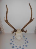 Filnavn=DSCN3686.JPG
Filstørrelse=138KiB
Dimensioner=600x800
Dato for tilføjelse=22 Apr, 2016 DSCN3686.JPG